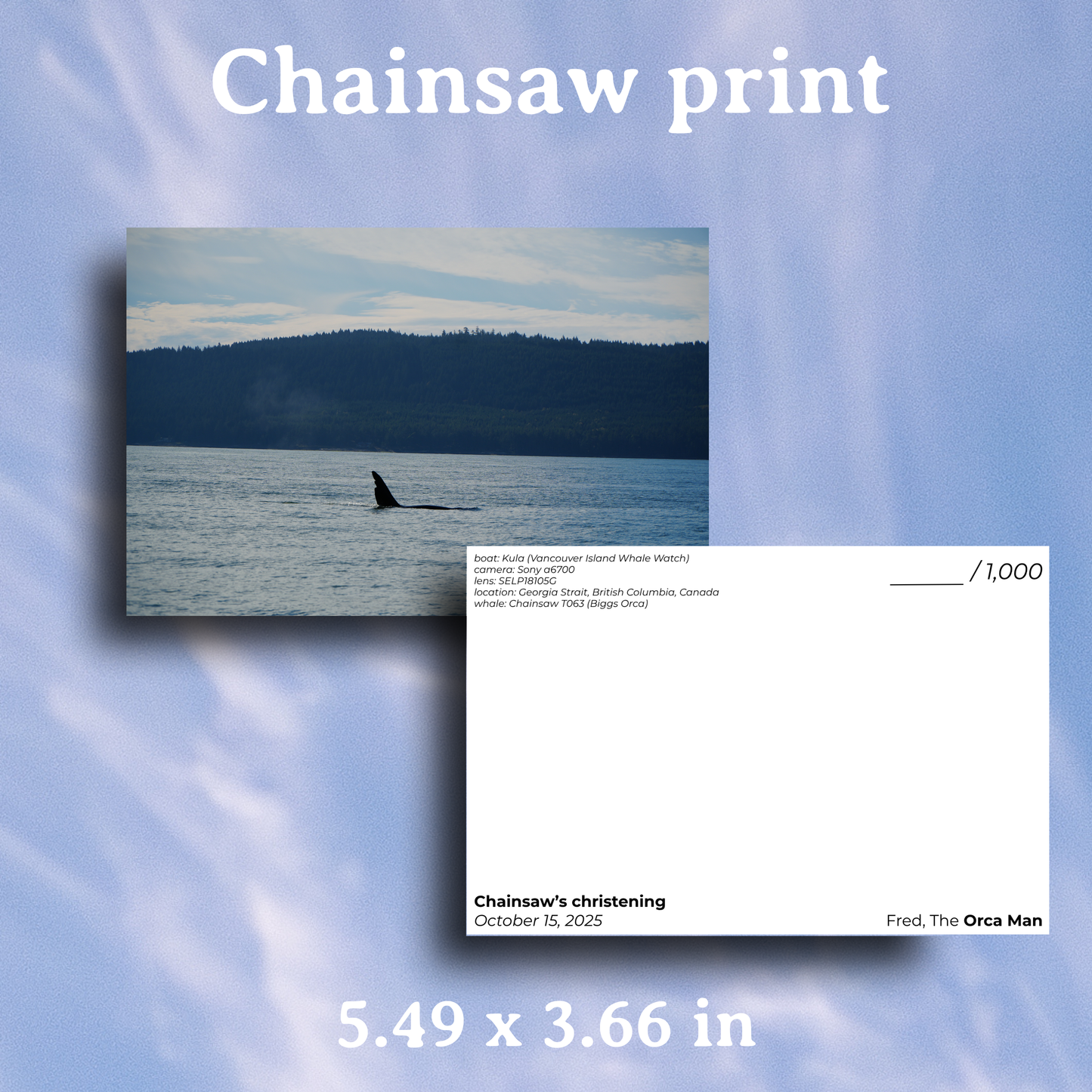 Complete 2025 Zine collection