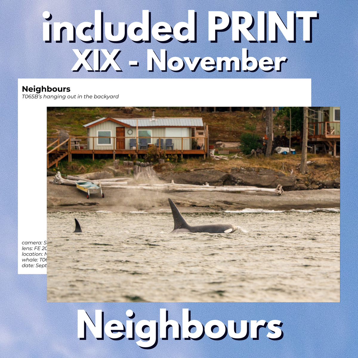 World of Orcas Zine (monthly subscription)